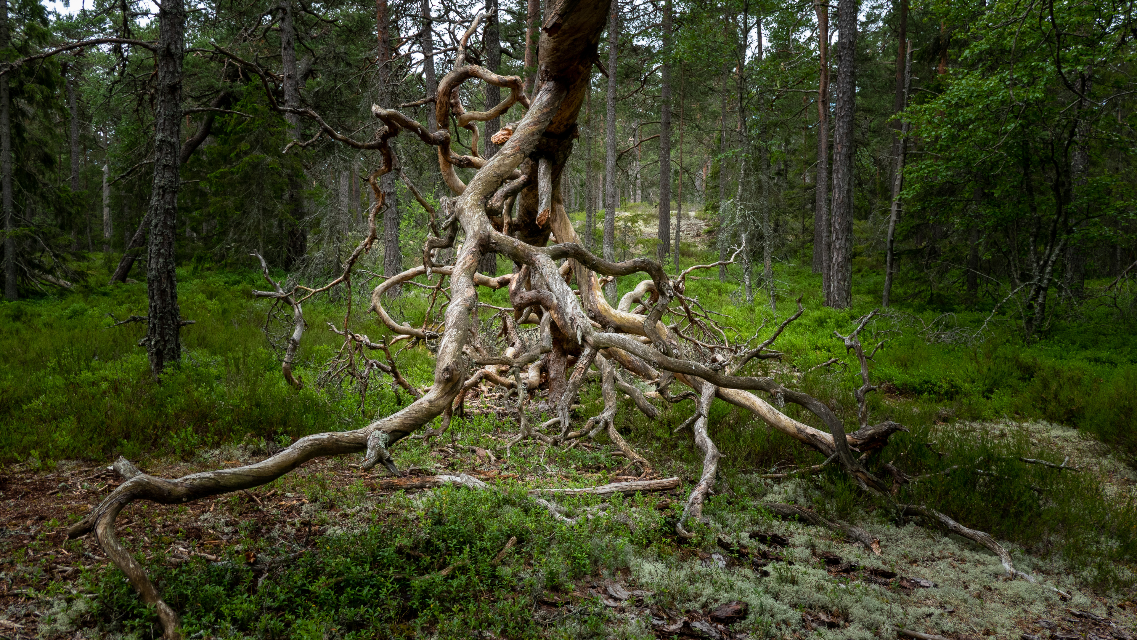 Tyresta nationalpark