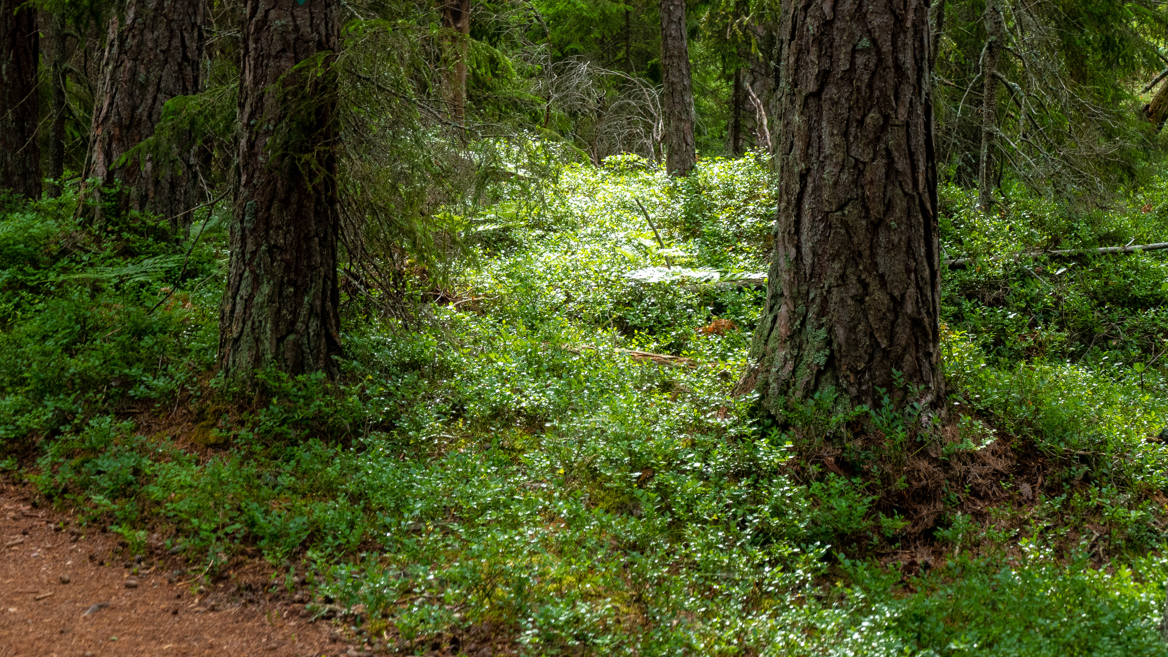 Tyresta nationalpark