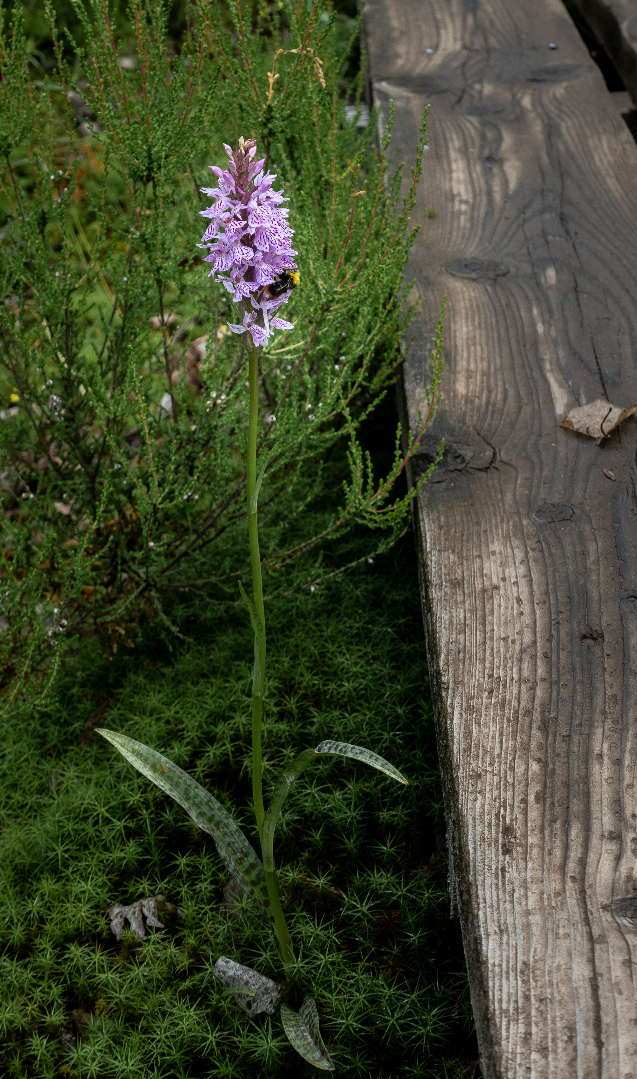 orkide Fläcknycklar