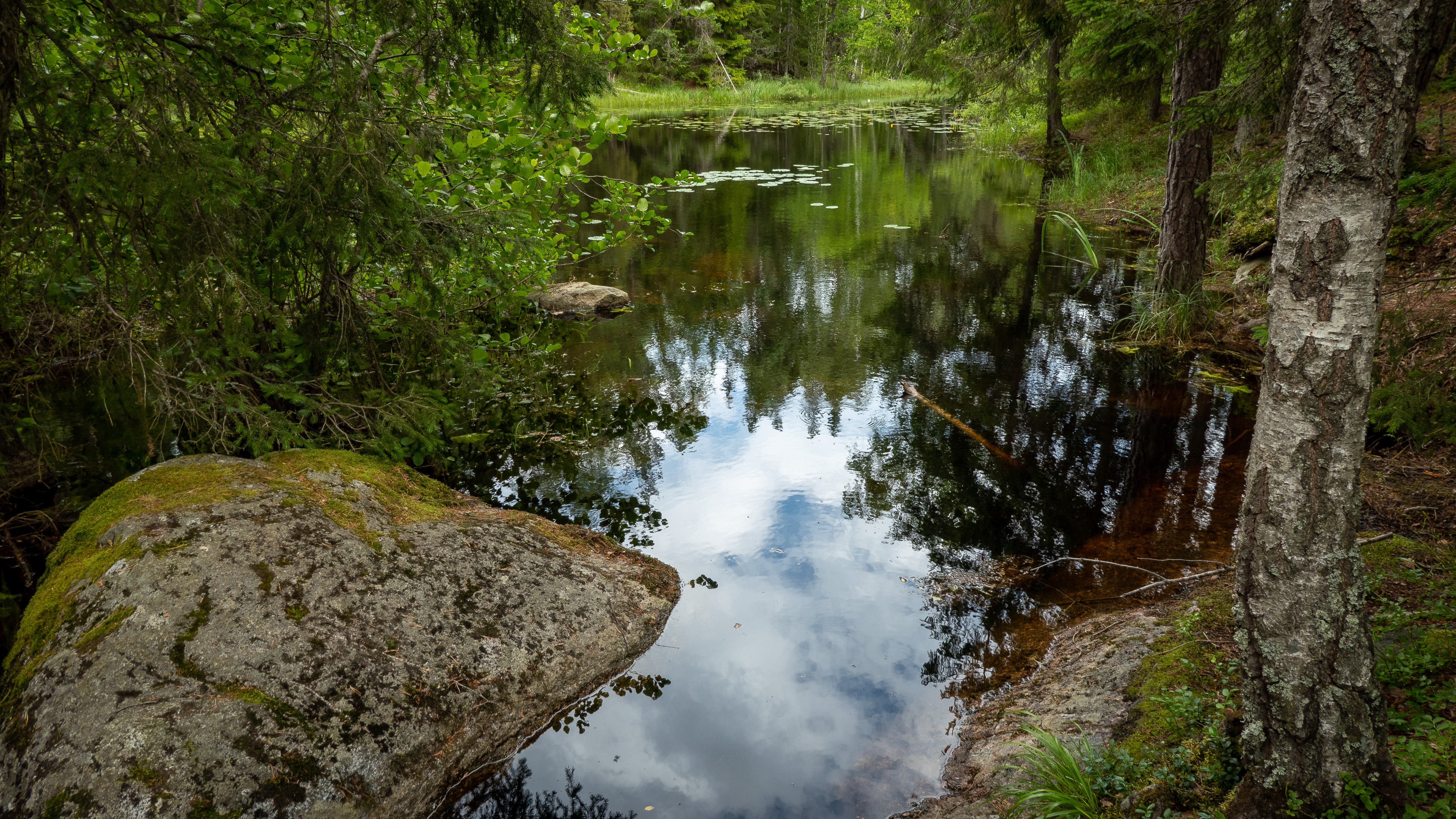 Näckrosdamm i kanten av Stensjön