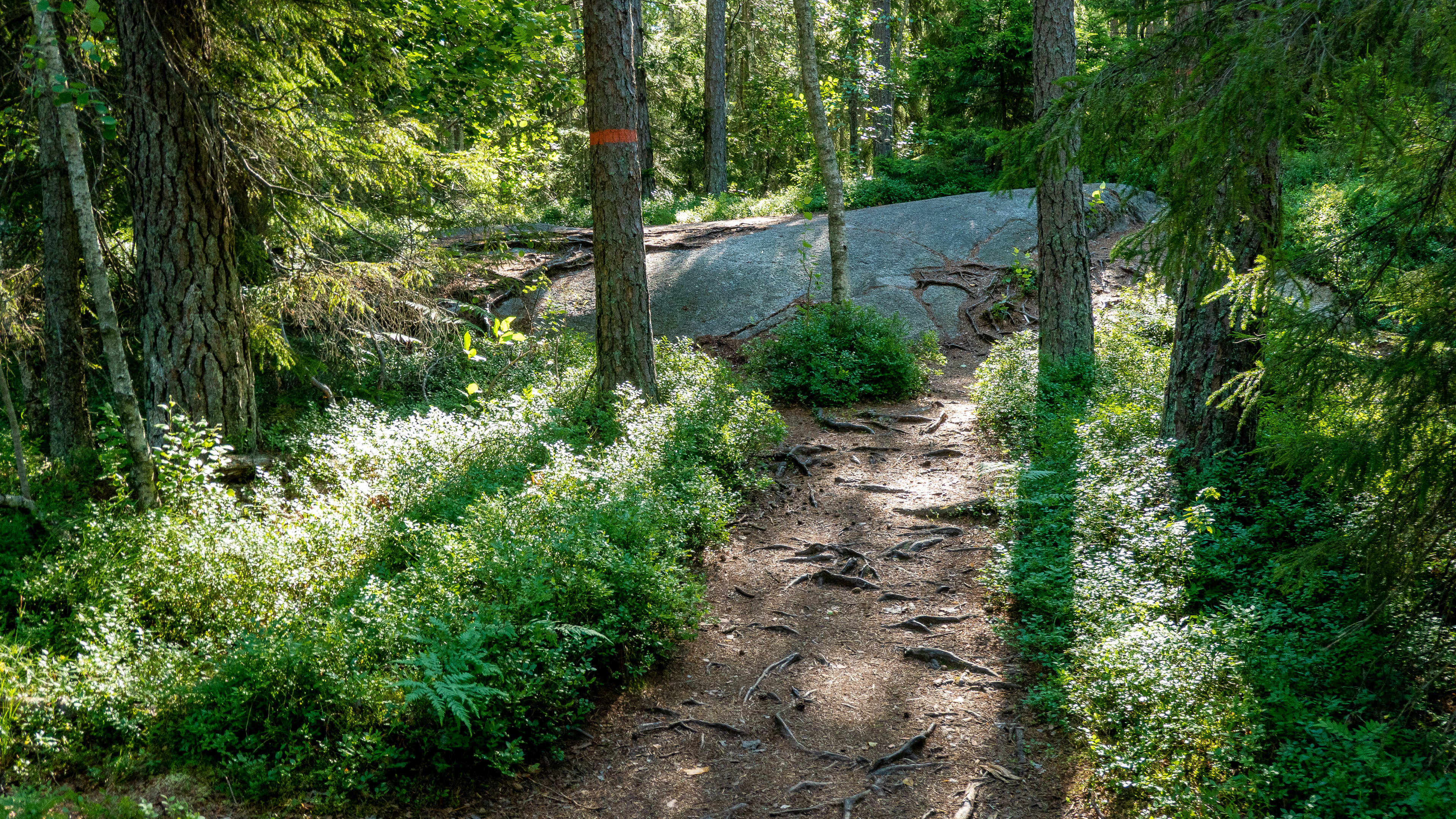 led Tyresta by mot Årsjön